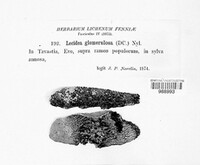 Lecidella elaeochroma f. elaeochroma image